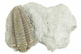 Prone Flexicalymene Trilobite - Mt Orab, Ohio #380331-3